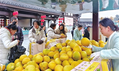 梁平冬季旅游惠民消费季暨福you双桂·心归田园主题活动现场,游客在选购梁平柚。记者孙莎莎 摄