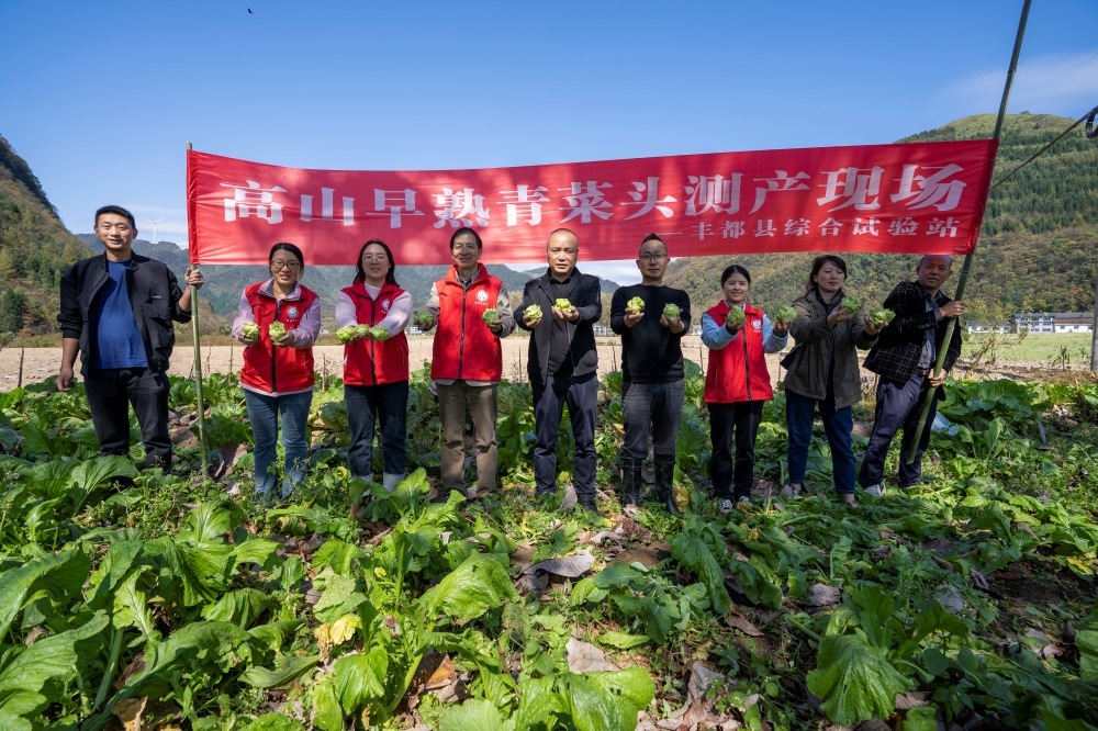 工作人员展示采收的青菜头。(摄影:刘先华)