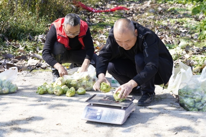 专家将青菜头进行称重。(摄影:刘先华)
